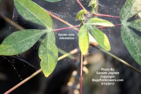 Western Predatory Mite, Galendromus occidentalis for spider mite control