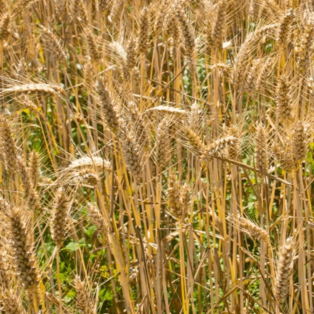 Winter Wheat Cover Crops | West Coast Seeds